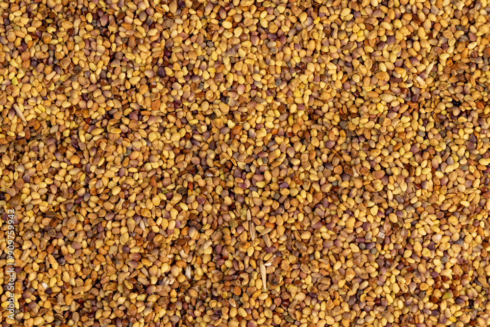 clover seeds for growing in fields clover seeds for growing in fields