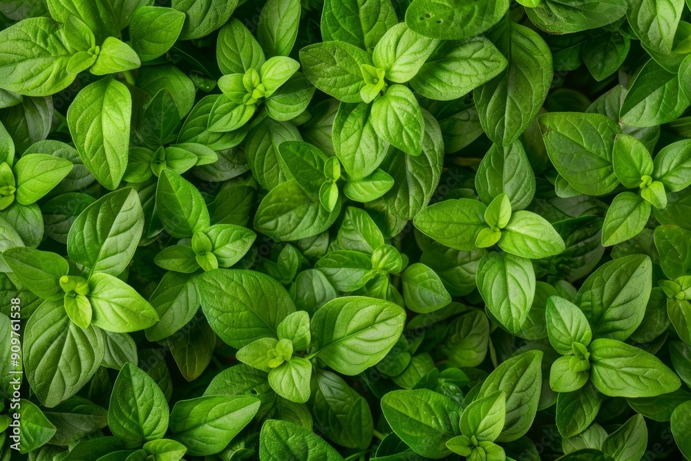 Oregano texture background, origanum vulgare green leaves pattern, wild marjoram banner, sweet marjoram Oregano texture background, origanum vulgare green leaves pattern, wild marjoram banner, sweet marjoram