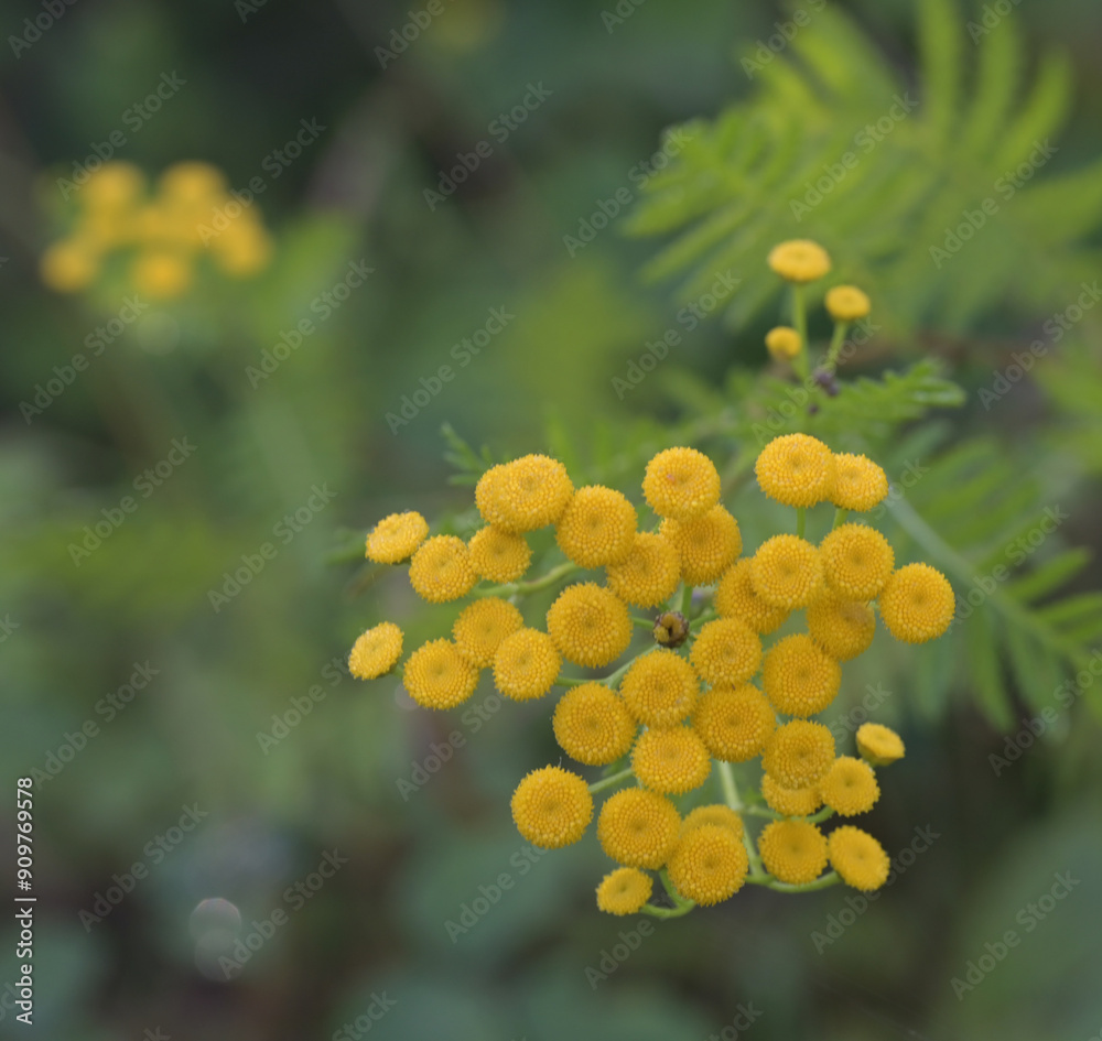 Beautiful close-up of tanacetum vulgare Beautiful close-up of tanacetum vulgare