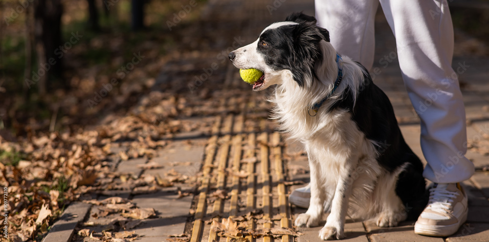 Φωτογραφία A black and white border collie dog stands at the feet of the owner with a ball in his mouth