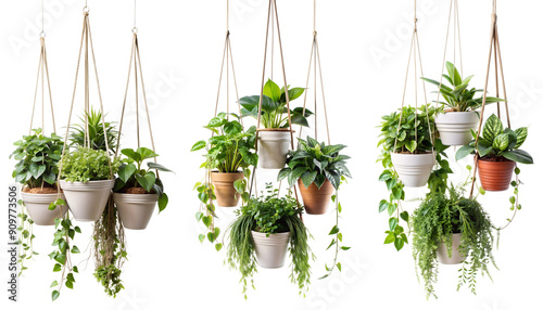 Set of potted indoor flowers suspended on ropes on a transparent background. Concept of decoration, design and plants. #909773506