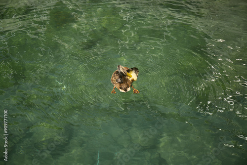 Ente schwimmt in grünem, klarem Wasser und kratzt sich photo