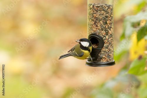great tit eating seeds from a feeder. seasonal bird feeding.