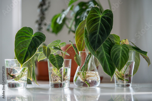 Four sprouts of trendy Philodendron Splendid plants in glass and vase, ready to be transplanted into the soil, closeup. Simple propagation Araceae houseplants by stems in water. Home gardening.