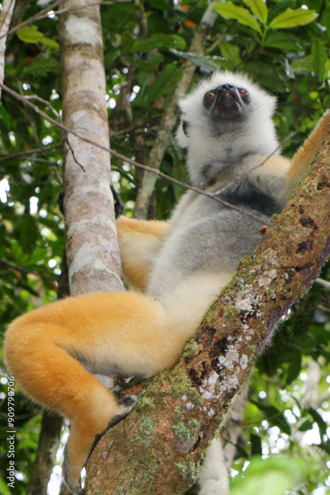 Fototapeta premium Madagascar lemur