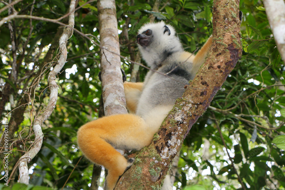 Obraz premium Madagascar lemur