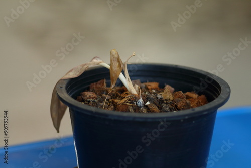 Rotten and dried tree plant in the pot. Problem of interior decoration plant in the house. 