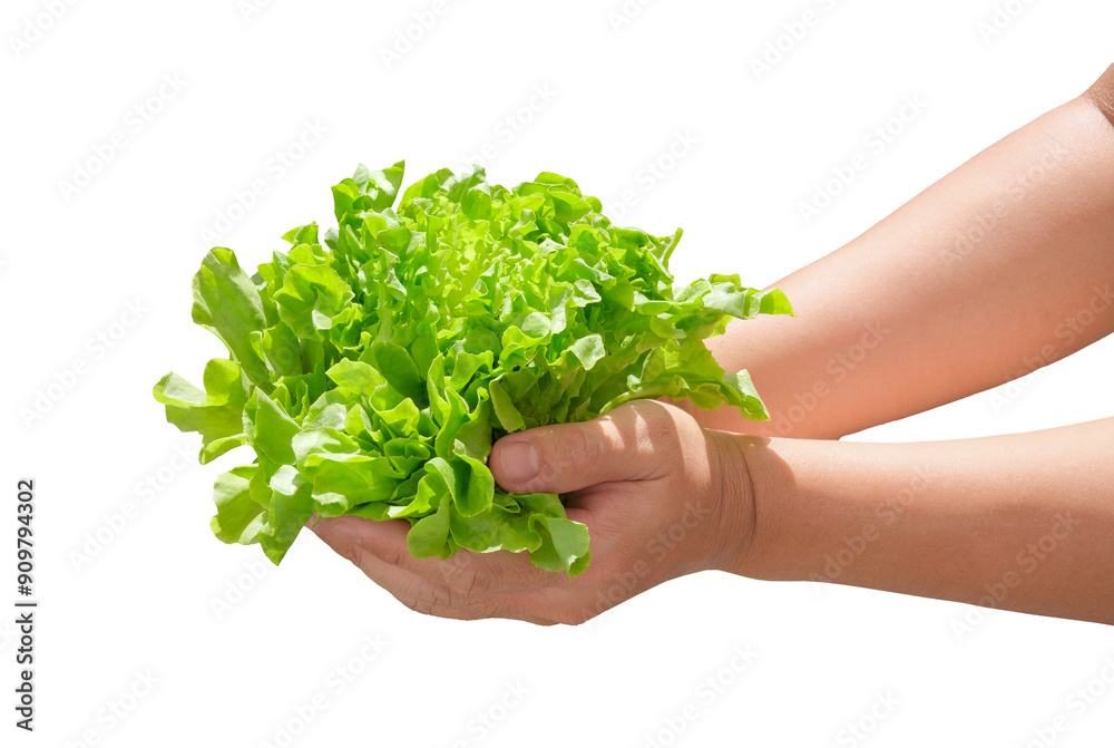Farmer or worker crop fresh green oak lettuce Farmer or worker crop fresh green oak lettuce