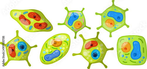 Green cell of plant with core, details and membrane. Microorganism by microscope. Element of science and biology. Cartoon flat illustration.