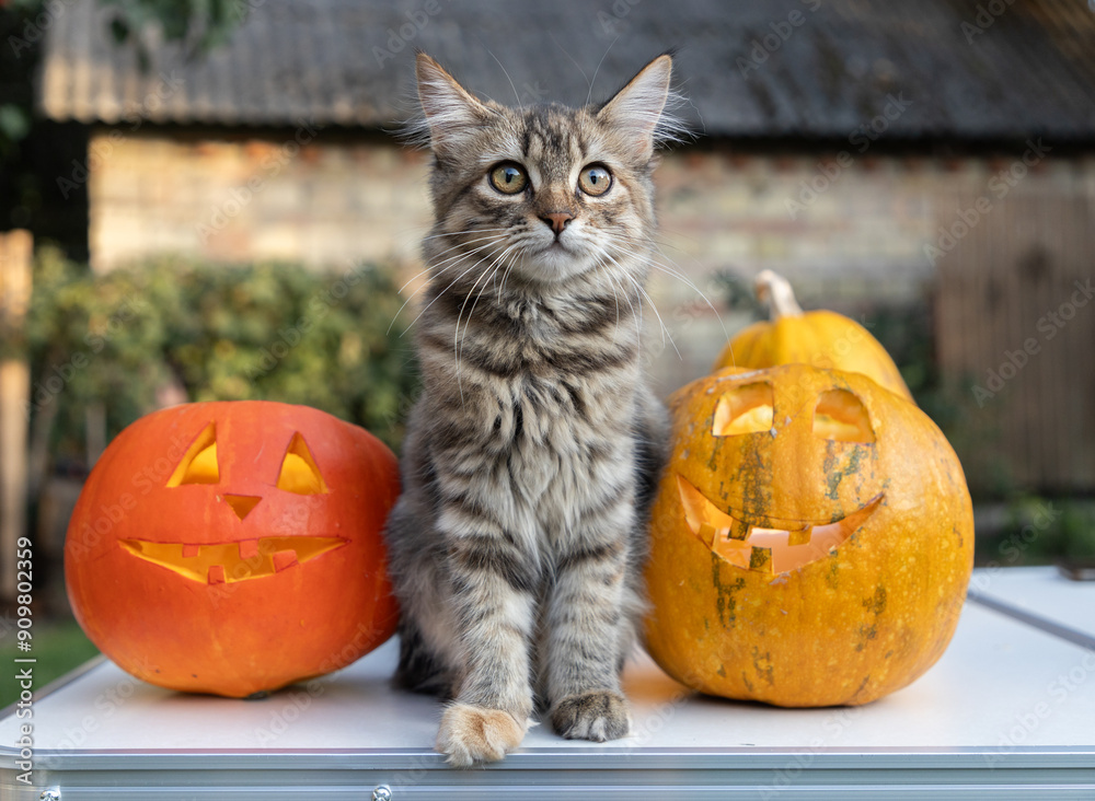 cute fluffy cat sits on the table between two orange pumpkins carved for Halloween. Preparing for Halloween. Trick or treat. holiday fun in the company of your pet cute fluffy cat sits on the table between two orange pumpkins carved for Halloween. Preparing for Halloween. Trick or treat. holiday fun in the company of your pet