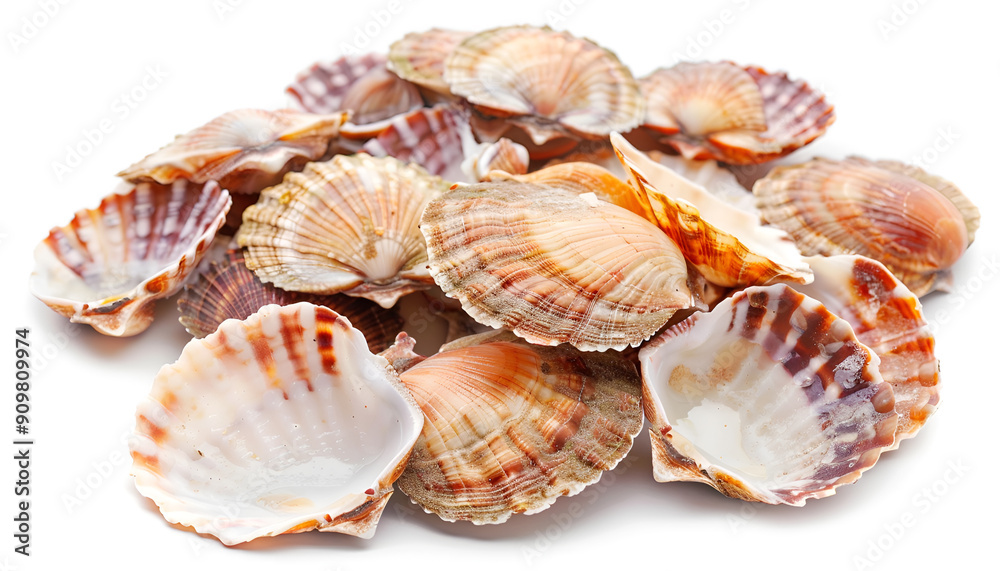 Many fresh raw scallops in shells isolated on white Many fresh raw scallops in shells isolated on white