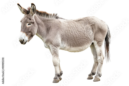 donkey isolated on white