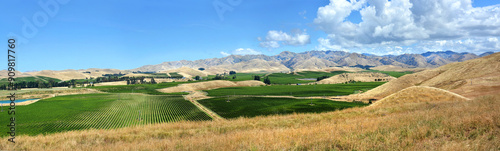 Sauvignon Blanc Grape Vines in Awatere Valley Marlborough New Zealand