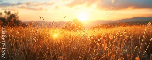 Golden Grassland Under a Setting Sun, 4K hyperrealistic photo