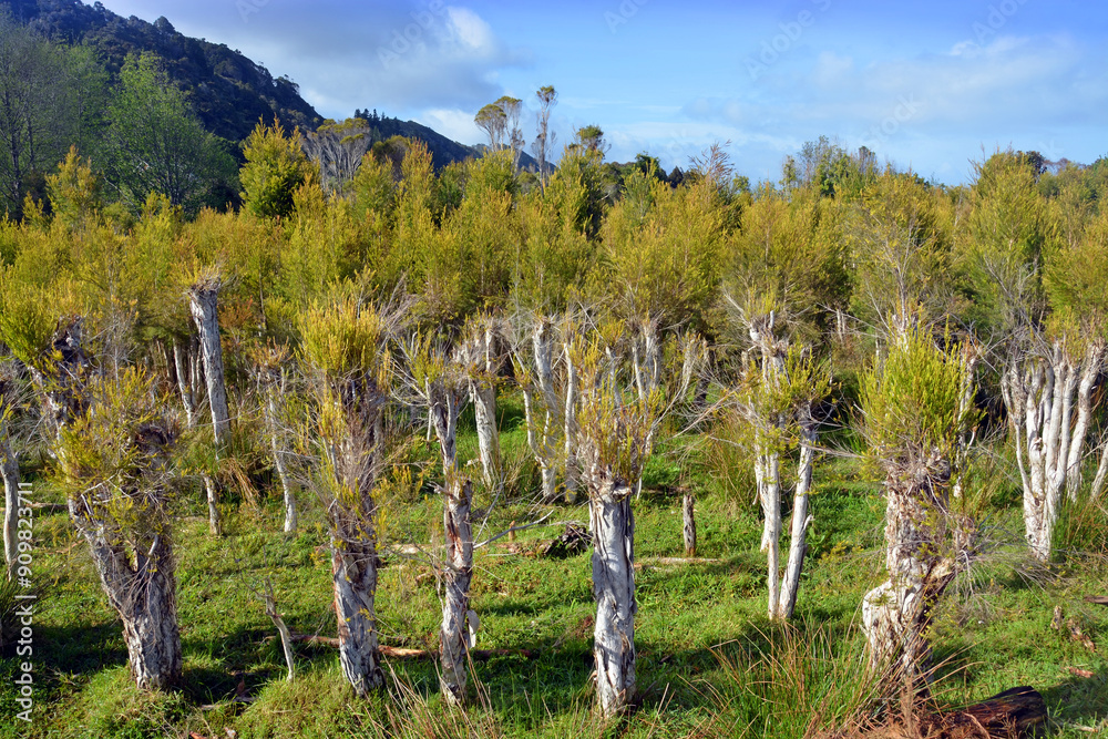 Tea Tree Plantation at Karamea, New Zealand. Tea Tree Plantation at Karamea, New Zealand.