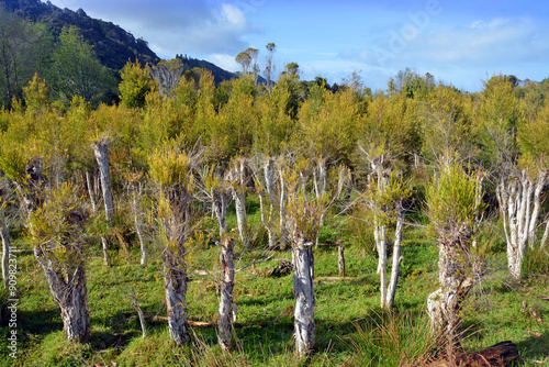 Tea Tree Plantation at Karamea, New Zealand. photo