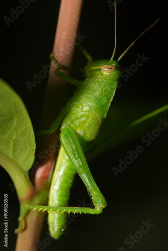 Grasshoppers are a group of insects belonging to the suborder Caelifera, within the order Orthoptera. They are known for their powerful hind legs, which allow them to leap great distances. |草蜢