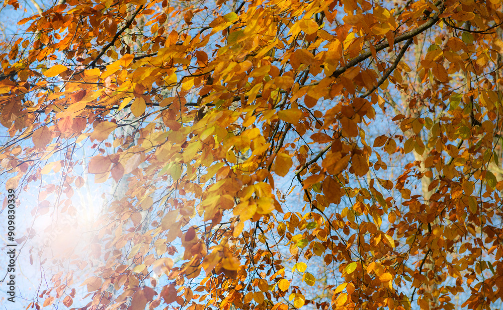 beautiful colored autumnal foliage of a tree in front of blue sky growing in a park beautiful colored autumnal foliage of a tree in front of blue sky growing in a park