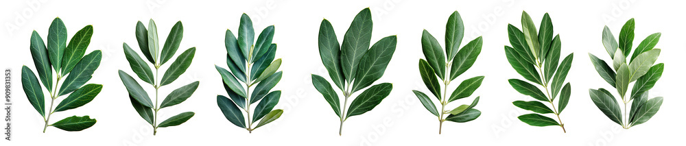 Set Fresh olive branch leaves isolated on white background transparent PNG Set Fresh olive branch leaves isolated on white background transparent PNG