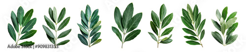 Set Fresh olive branch leaves isolated on white background transparent PNG