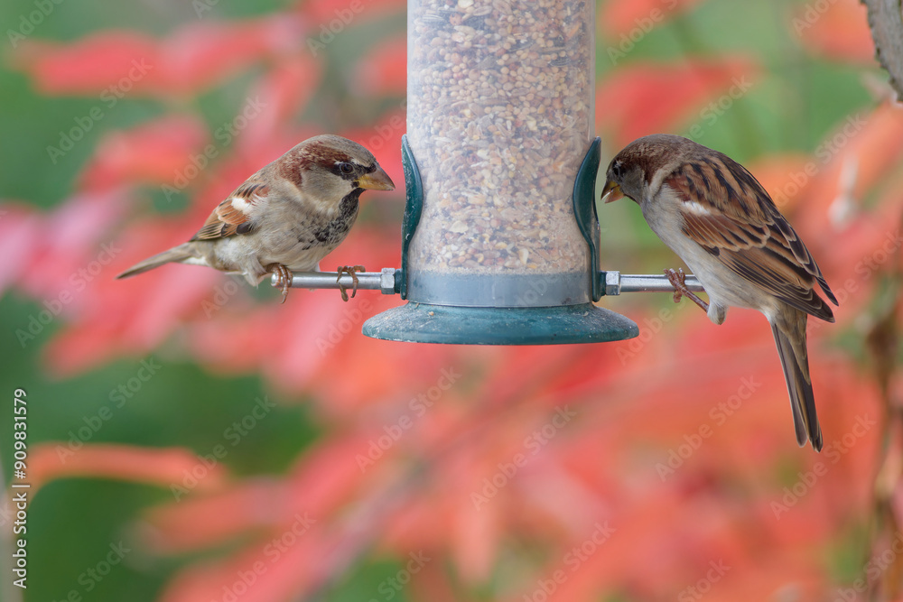 Naklejka premium sparrows eating seeds from a bird feeder. seasonal bird feeding.