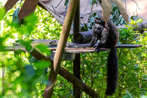 Bearded saki or devil monkey