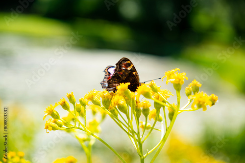 A macro view of a butterfly sitting on a yellow leaf in clear sunny weather