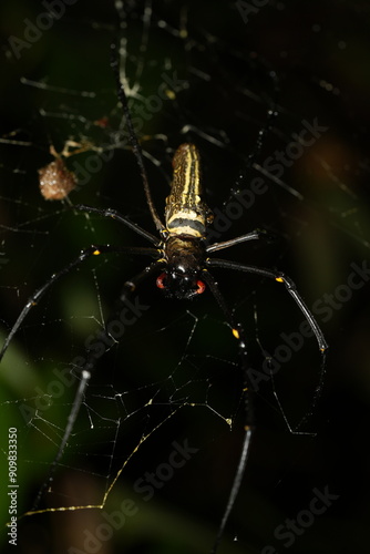 Nephila maculata is a large spider. Females can have a body length of about 15 to 25 millimeters and a leg span that can reach up to 150 millimeters. Males are significantly smaller.|大木林蜘蛛 photo