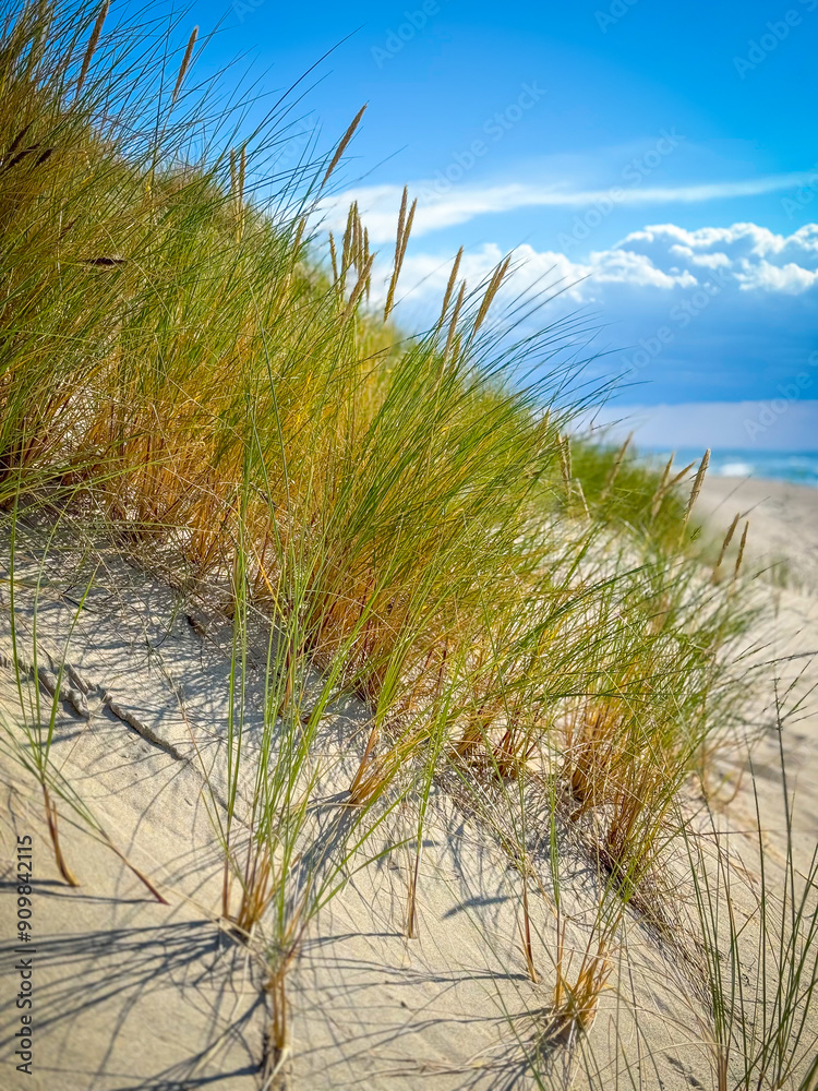 Vibrant green grass on sandy beach dunes with clear blue sky and ocean in background Vibrant green grass on sandy beach dunes with clear blue sky and ocean in background