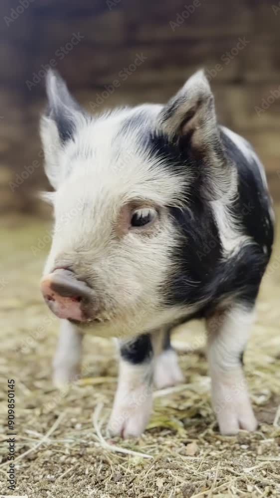 A cute spotted Piglet in South Africa of the Kolbroek breed. Video shot in vertical resolution - ideal for mobile. A cute spotted Piglet in South Africa of the Kolbroek breed. Video shot in vertical resolution - ideal for mobile.
