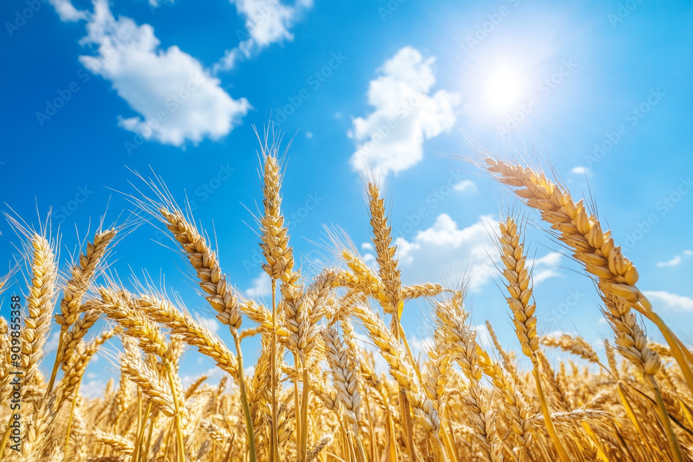 golden wheat field