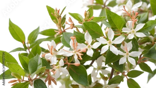 Picture of abelia plant on white background