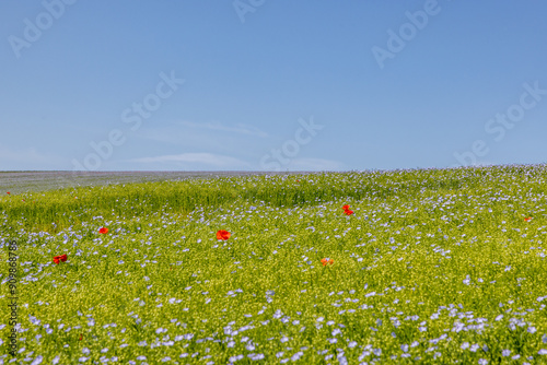 Looking out over a field of linseed flowers, with poppies scattered through the field photo