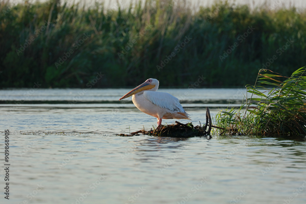 Great white pelican in the Danube Delta, Romania