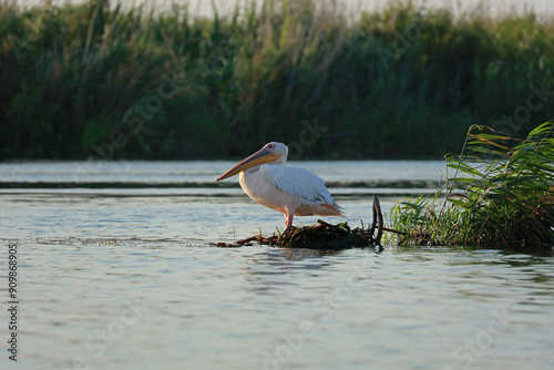 Obraz na płótnie Great white pelican in the Danube Delta, Romania w salonie