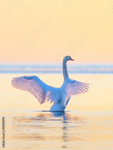 Mute swan wings spread, beutiful clean background