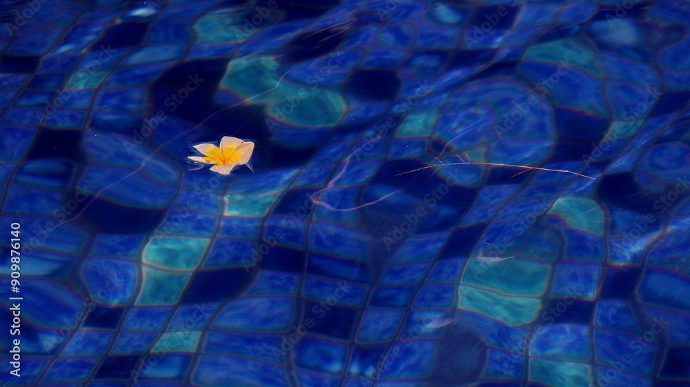 Fototapeta premium Swimming pool with blue floor with floating frangipani flowers