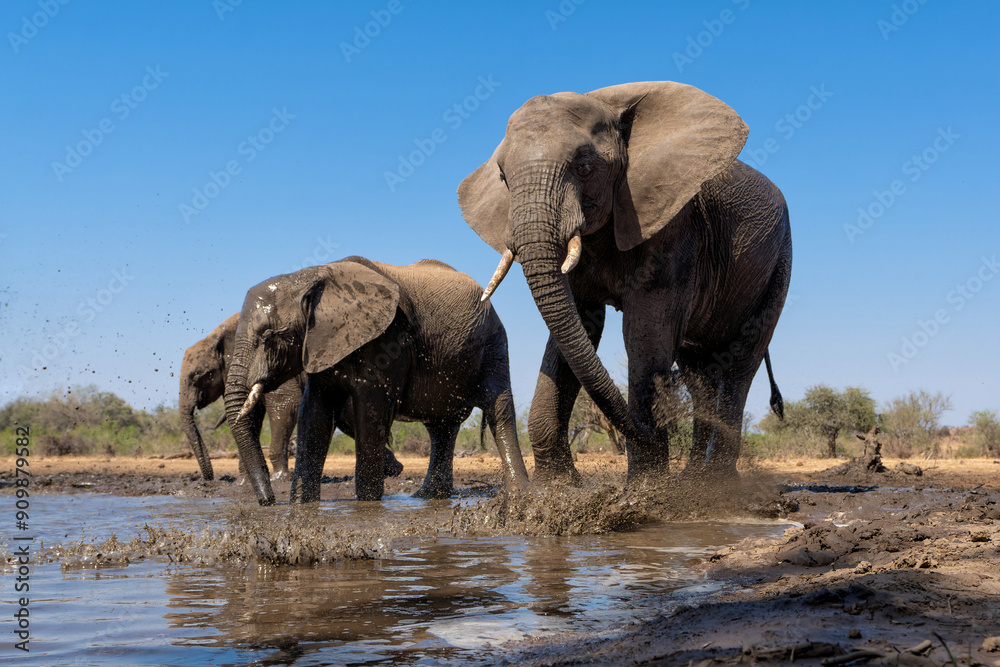 Fototapeta premium Elephants drinking and taking a bath in a waterhole in Mashatu Game Reserve in the Tuli Block in Botswana. Low angle view from a hide at water level.