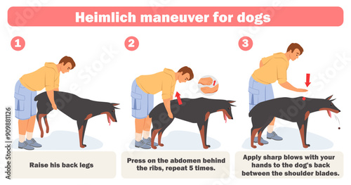 Heimlich maneuver applying for dogs infographic. Pet owner teaching how to help animals having blocked throat with food vector illustration. Education poster