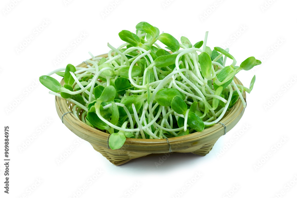 Sunflower Sprouts in wooden basket isolated on white background with clipping path closed up. Dietary food concept. Both fresh eat and cooked. Sunflower Sprouts in wooden basket isolated on white background with clipping path closed up. Dietary food concept. Both fresh eat and cooked.