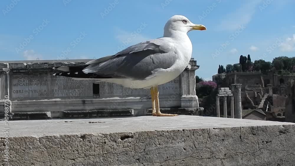 Bird European herring gull, Larus argentatus on background of Roman Forum and Palatine Hill in Rome in Italy and flies away on spring sunny day. Topics: ancient, ornithology, Lesser black-backed gull Bird European herring gull, Larus argentatus on background of Roman Forum and Palatine Hill in Rome in Italy and flies away on spring sunny day. Topics: ancient, ornithology, Lesser black-backed gull