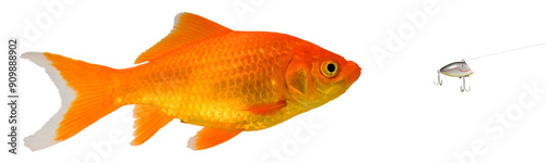 Bright goldfish swimming after an artificial lure photo