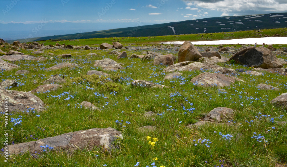 Φωτογραφία rocks, snow and blooming flowers on the slopes of Mount Aragats in spring (Araga