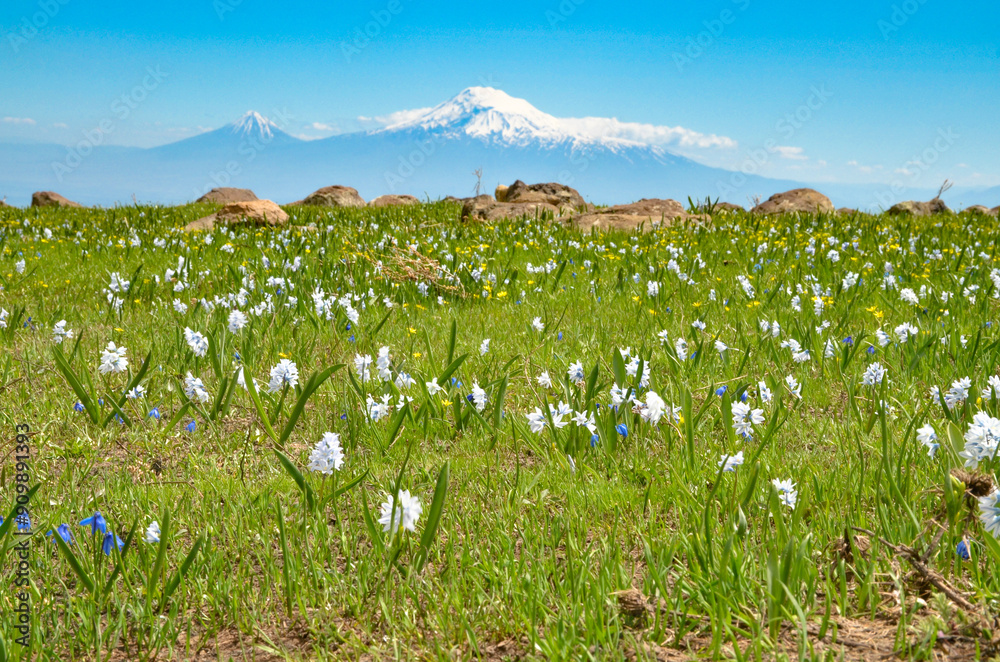Φωτογραφία Lebanon Squill (Puschkinia Scilloides) flowers on the slopes of MountAragats (Ar