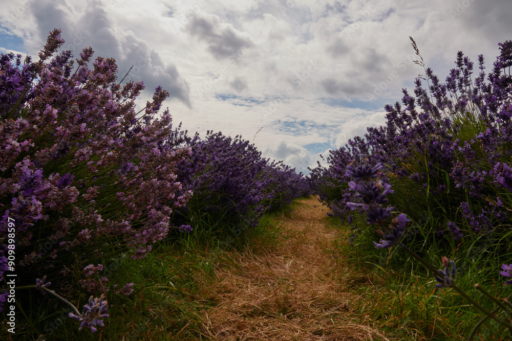 Beautiful Places, Nature in Kent in July Beautiful Places, Nature in Kent in July