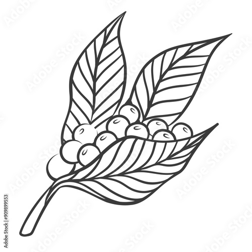 Coffee berry fruits and leaf on tree branch line icon. Hand drawn retro twig with leaves and organic harvest. Plantation coffee growing, nature mascot, outline farm plant icon vector illustration