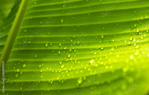 Close-up of green banana leaf background with details of a leaf-covered in water droplets. Macro vibrant plant nature organic. Abstract green leaf light..