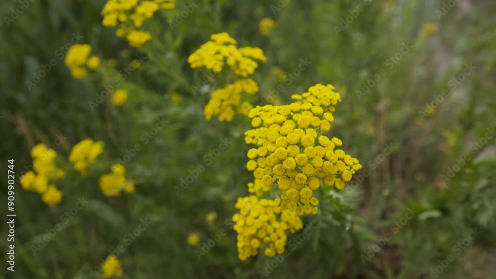 bright yellow blossoms of common tansy Tanacetum vulgare in full bloom, bright yellow blossoms of common tansy Tanacetum vulgare in full bloom,