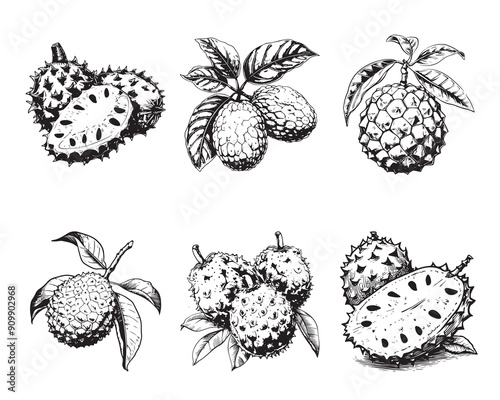 Set of Annona vector illustrations - hand drawn guanabana - black and white annona isolated on white background