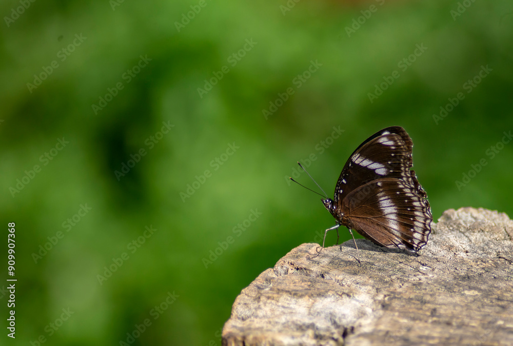 Close up photo of butterfly and blurred background. Close up photo of butterfly and blurred background.